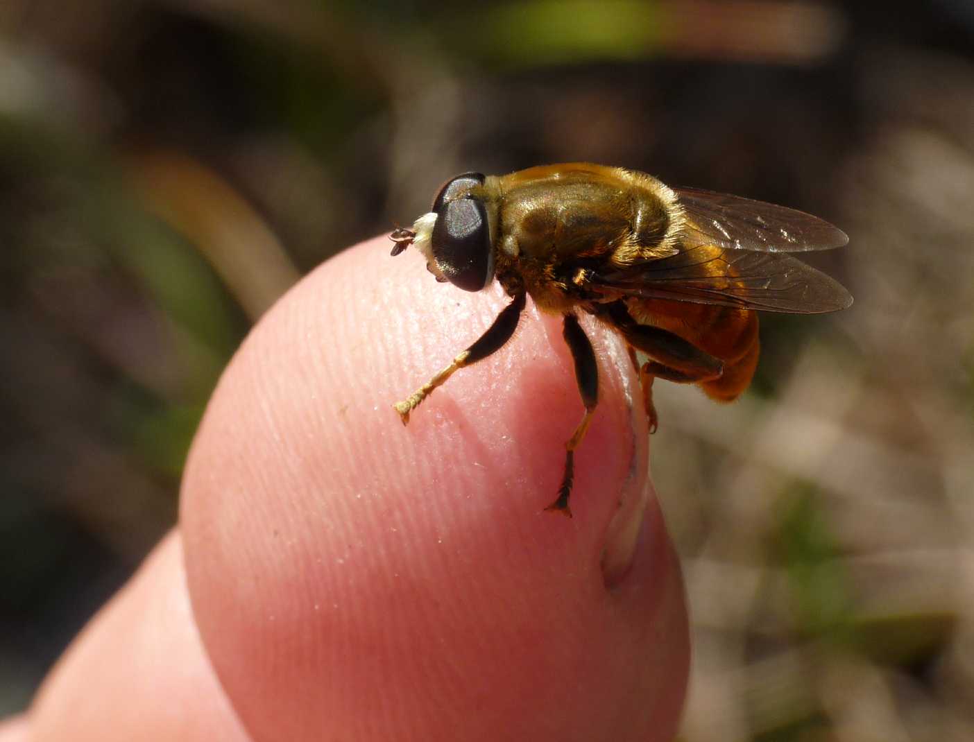 Merodon femmina e maschio (Sardegna)